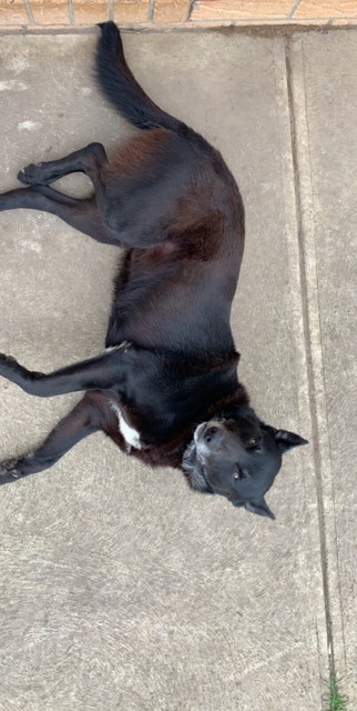 red miniature poodle puppy